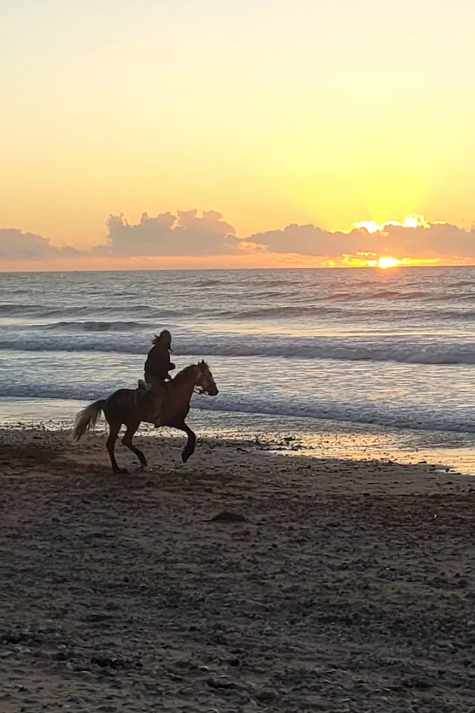 Horse standing beside the Atlantic coastline near Essaouira, Morocco