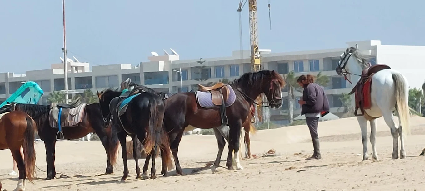 Rider travelling on horseback through the scenic landscape of Essaouira, Morocco