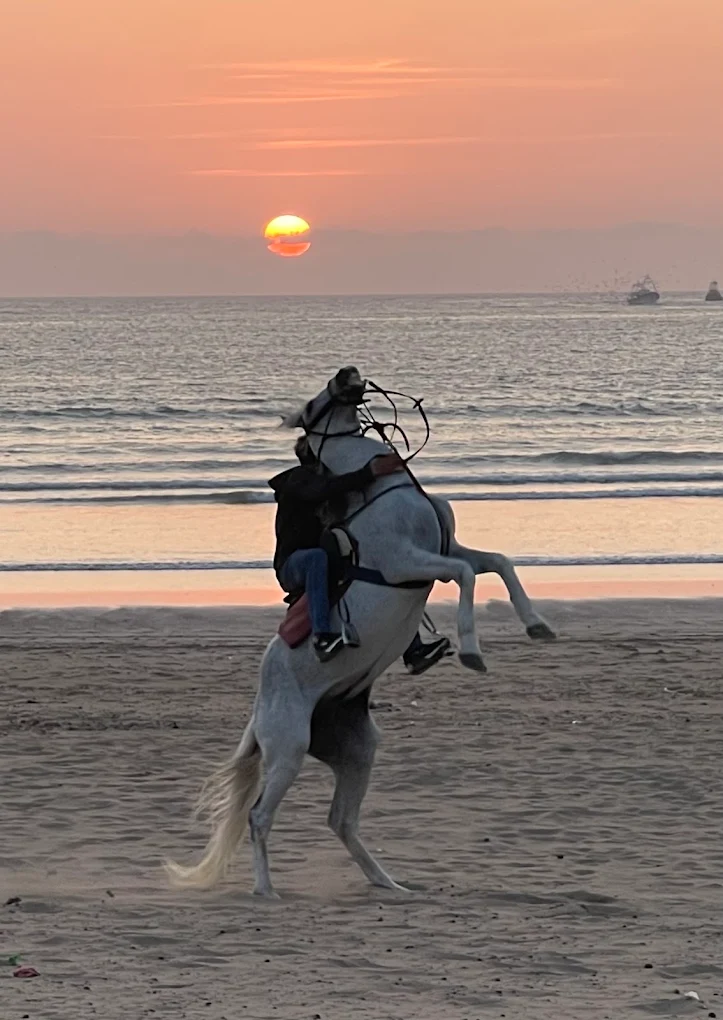 Horse and rider enjoying a sunset ride across the Essaouira coastal landscape